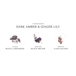 Dark Amber And Ginger Lily Cologne Intense 10 Dark Amber And Ginger Lily Cologne Intense -Clinique || Molton Brown || Fresh Sales Store global images p690251122226 1